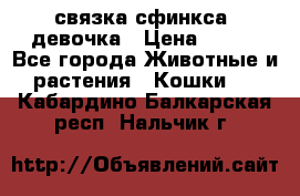 связка сфинкса. девочка › Цена ­ 500 - Все города Животные и растения » Кошки   . Кабардино-Балкарская респ.,Нальчик г.